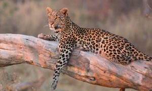 Botswana