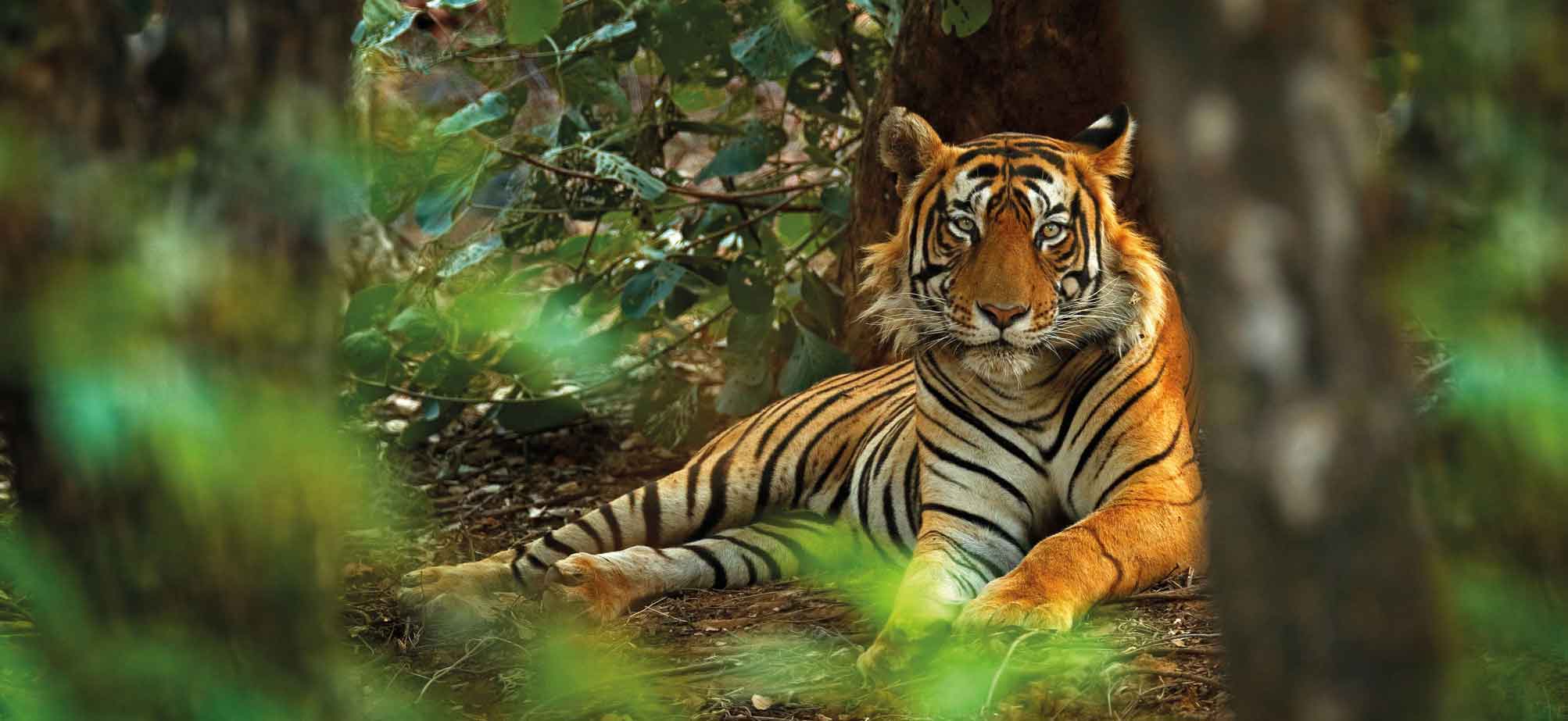 Tiger Ranthambore National Park India