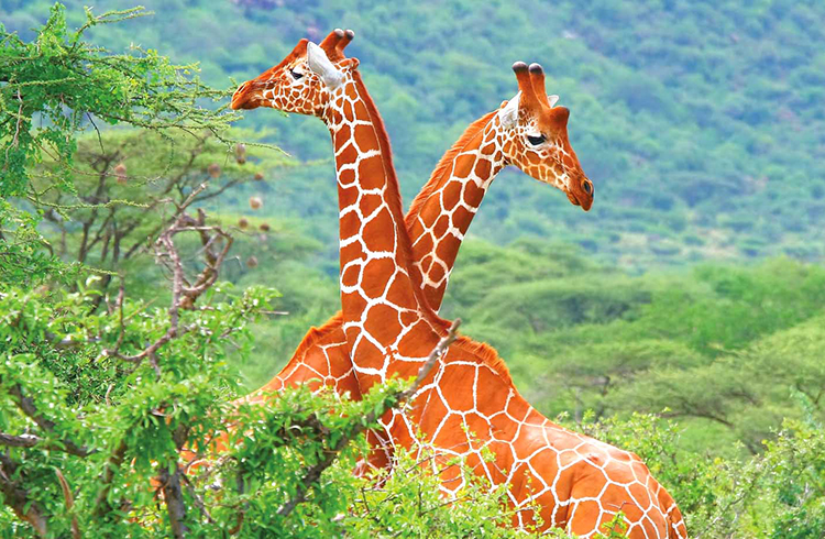 A Kenyan Safari